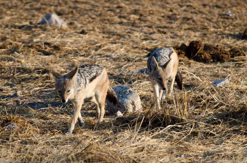 247 - Namibia - chacales - parque nacional de Etosha